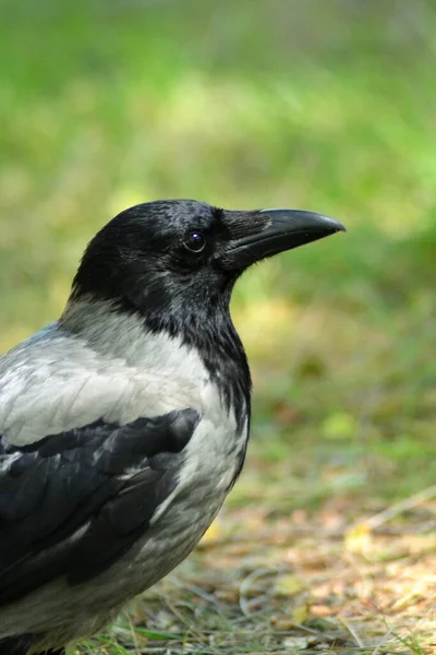 Life Birds — Stock Photo, Image