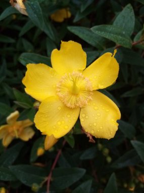 Çiçeklerin yaşamı,