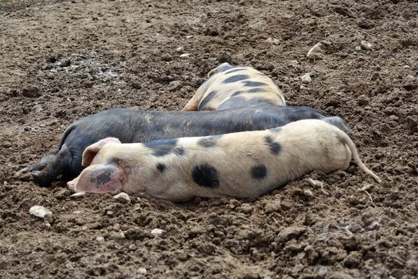 Свиньи Грязи — стоковое фото