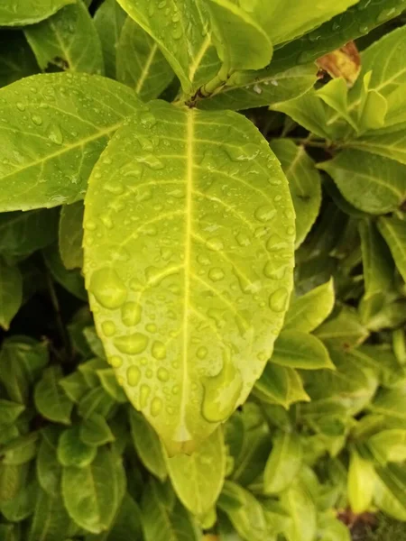 Het Ene Kleurrijke Blad — Stockfoto