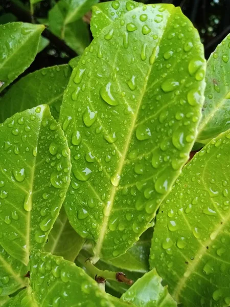 Het Ene Kleurrijke Blad — Stockfoto