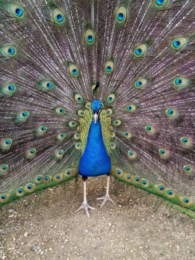 Renkli bir tavus kuşu