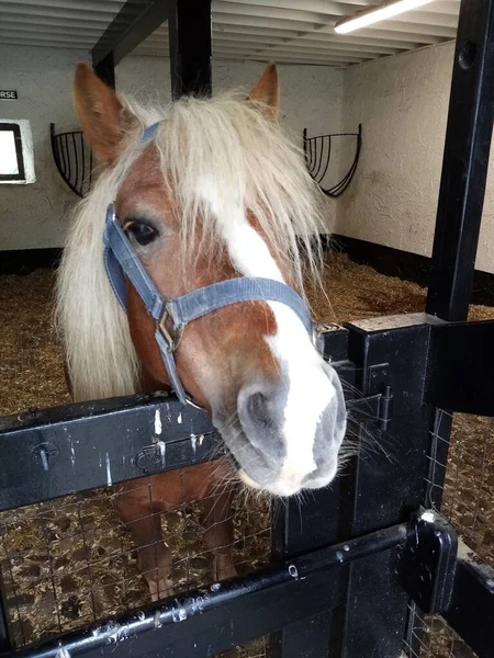 Vida Del Caballo — Foto de Stock