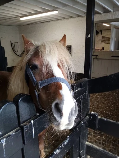 Vida Del Caballo — Foto de Stock