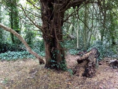 Ağaçların yaşamı