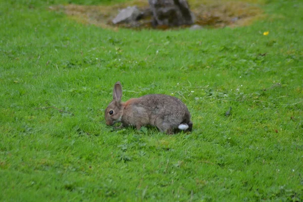 Vida Del Conejo — Foto de Stock