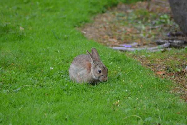 Vie Lapin — Photo