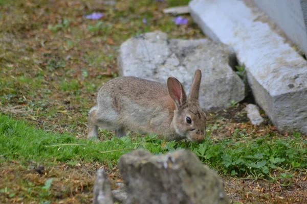 Vida Del Conejo — Foto de Stock