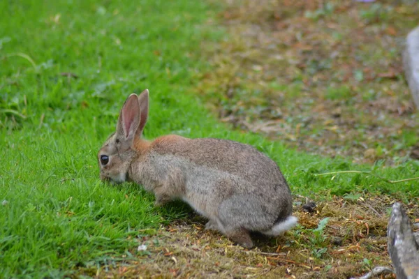 Vida Del Conejo — Foto de Stock