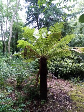 Ağaçların yaşamı