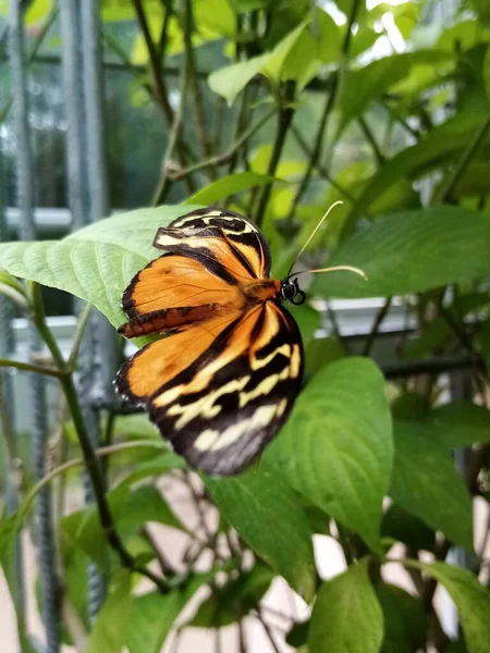 Der Eine Bunte Schmetterling — Stockfoto