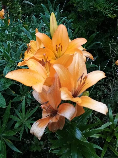 Aquí Vienen Las Flores — Foto de Stock