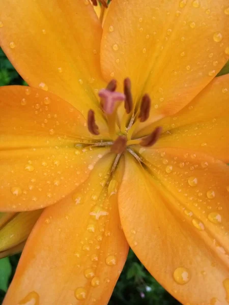 Here Come Flowers — Stock Photo, Image