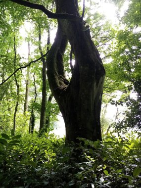  Ağaçların getirdiği hayat