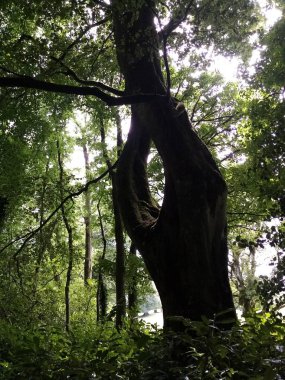 Ağaçların yaşamı. 