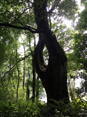 Ağaçların yaşamı. 