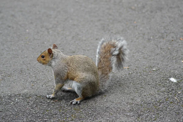 Das Leben Der Eichhörnchen — Stockfoto