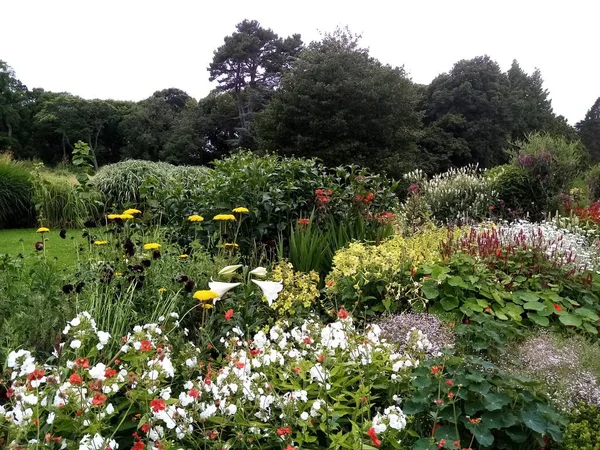 Blommornas Livslängd — Stockfoto