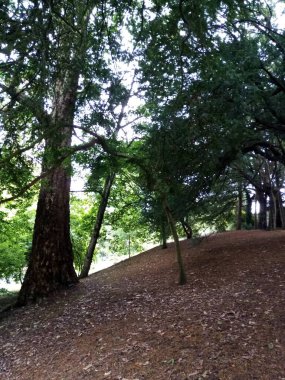 Ağaçların yaşamı