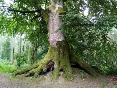 Ağaçların yaşamı
