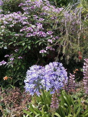 Çiçeklerin yaşamı