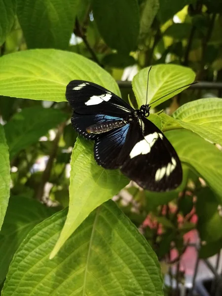 Vie Des Papillons — Photo