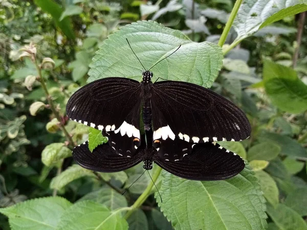 Life Butterflies — Stock Photo, Image
