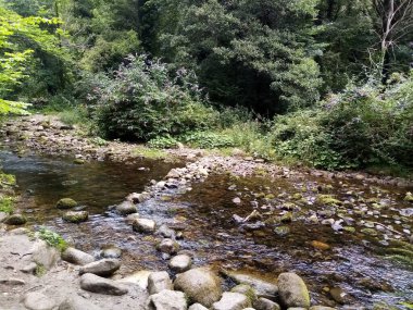 Ağaçların yaşamı