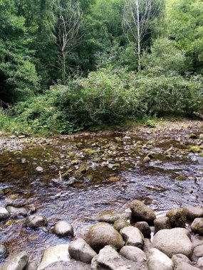 Ağaçların yaşamı