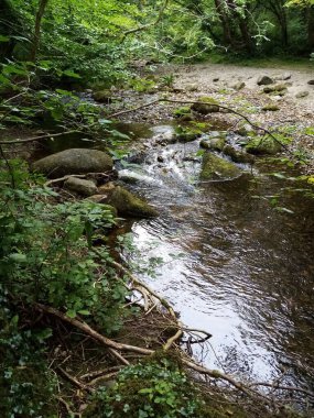 Ağaçların yaşamı