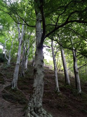 Ağaçların yaşamı