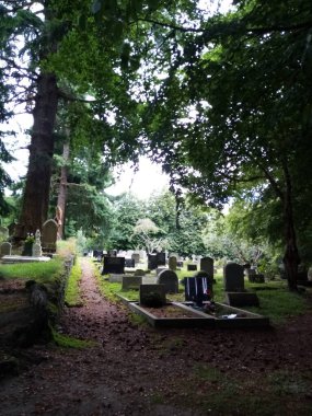 Ağaçların yaşamı