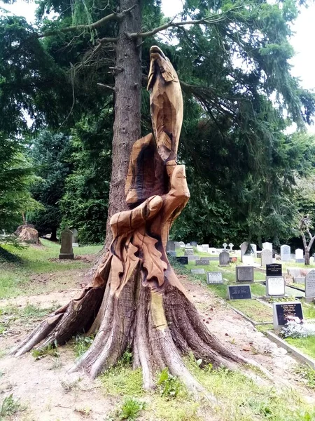 Life Trees — Stock Photo, Image