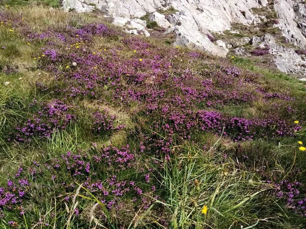 Das Land Von Irland — Stockfoto