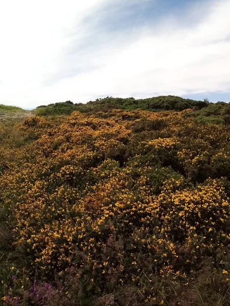 İrlanda 'nın manzaraları