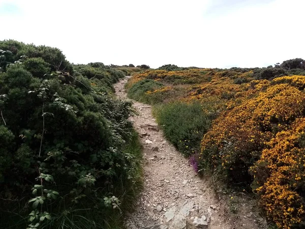 Landskapet Irland — Stockfoto