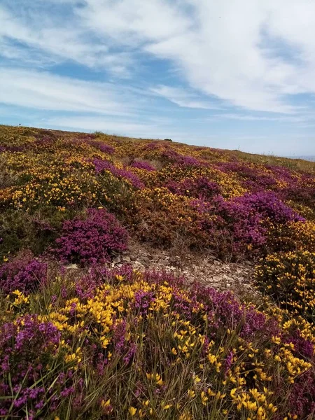 Les Paysages Irlande — Photo