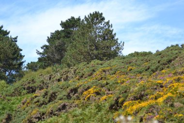 İrlanda toprakları