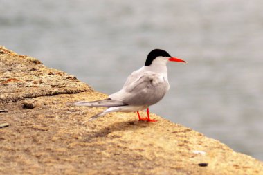 Deniz fenerinin hayatı
