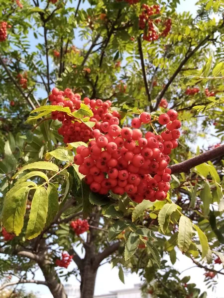 Ağaçtaki Meyveler — Stok fotoğraf