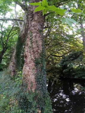 Ağaçların yaşamı