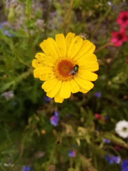 Vida Las Flores —  Fotos de Stock