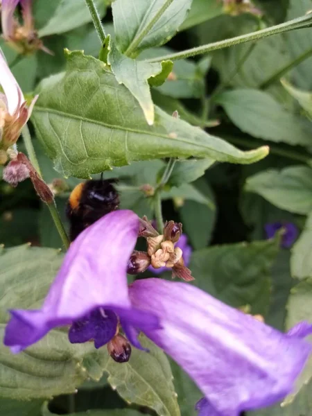 Життя Бджіл — стокове фото