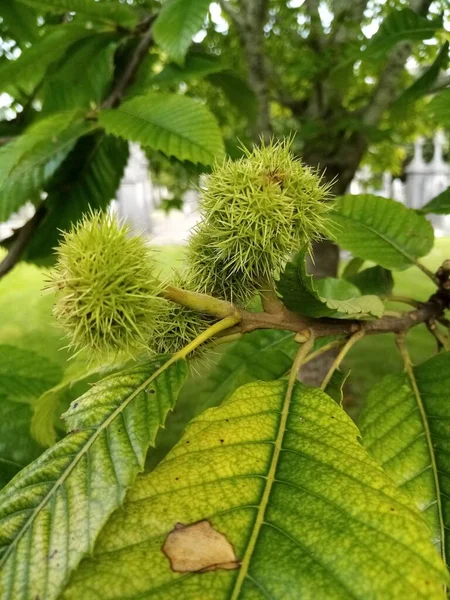 Vrucht Van Natuur — Stockfoto