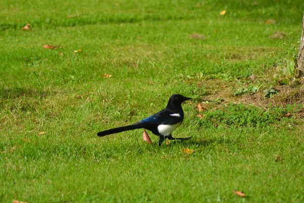 Vida Das Aves — Fotografia de Stock