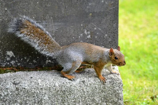 Life Squirrels — Stock Photo, Image