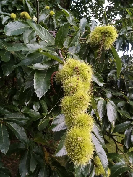 Het Leven Van Natuur — Stockfoto