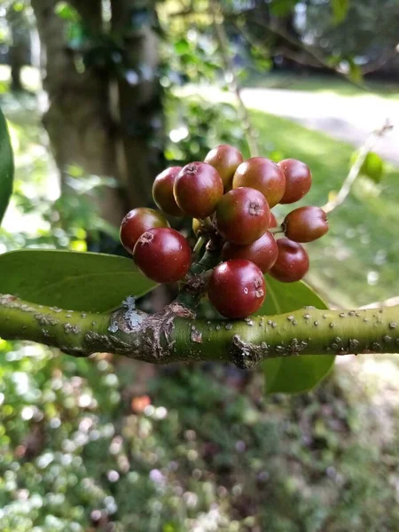 here come the berries