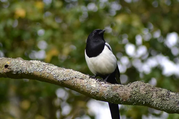 Vie Des Oiseaux — Photo