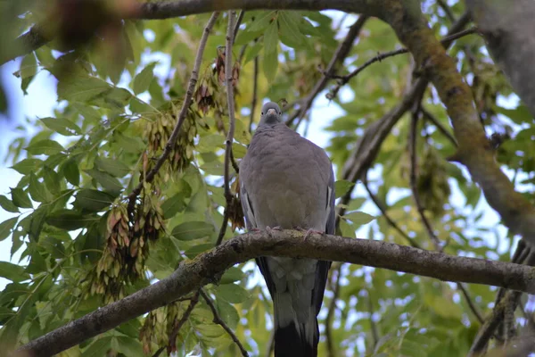 Vida Das Aves — Fotografia de Stock